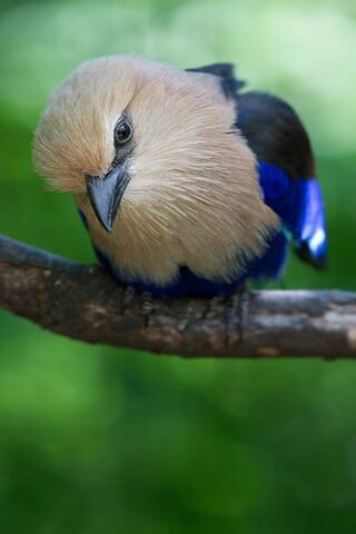 Solitude in Feathers: The Lonely Bird