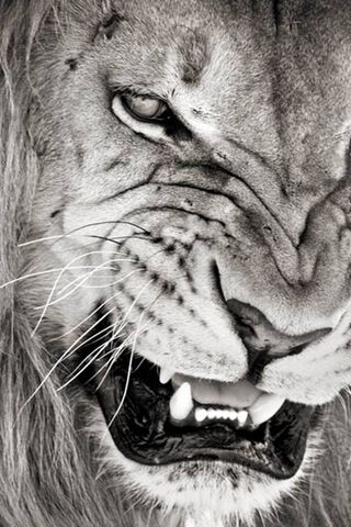 Sư tử hoang dã