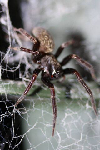 Spider