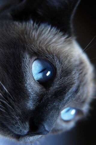 Cat Mata Biru