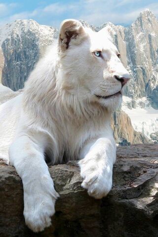 White Lion