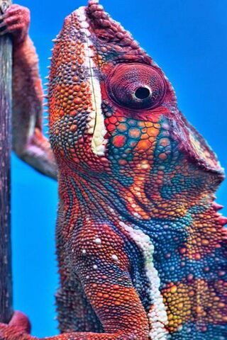 Vibrant Scales: Nature'..