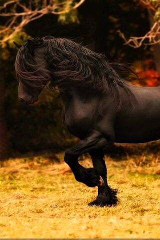 Friesian