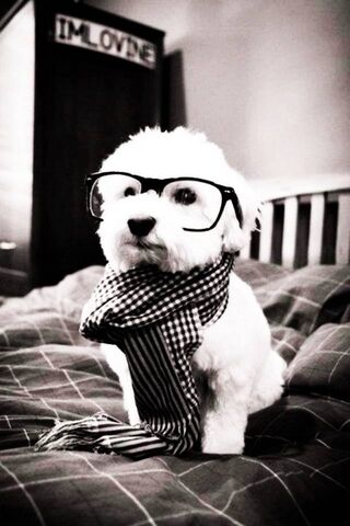 Dapper Pup: The Fashionista of the Canine World 🐶✨