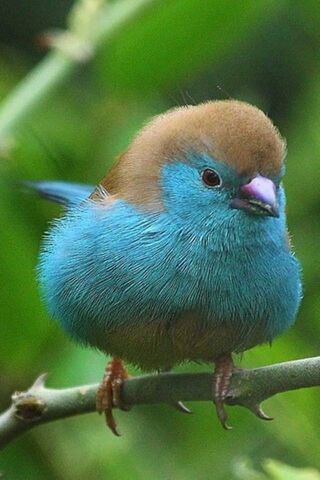 Solitude in Color: The Lonely Bird