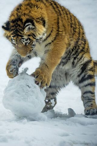 Snowy Tiger