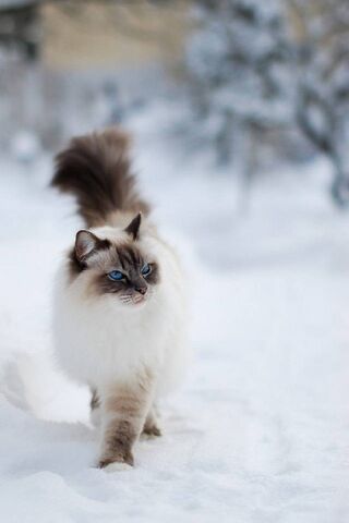 Snow Cat