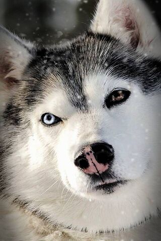 Siberian Husky Wallpaper Download To Your Mobile From Phoneky