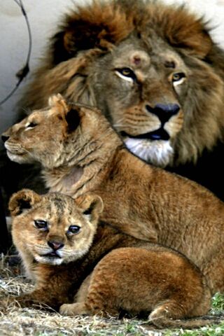 Majestic Family of the ..