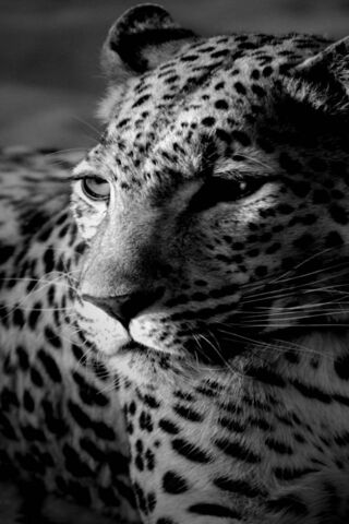 The Silent Stalker: Cheetah in Shadows