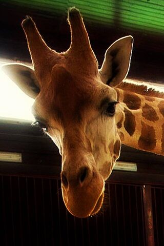 Zyrafa: The Gentle Gian..