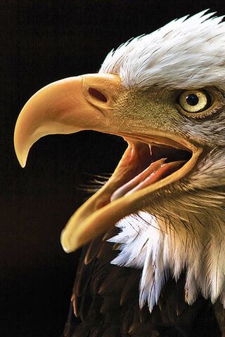 Eagle