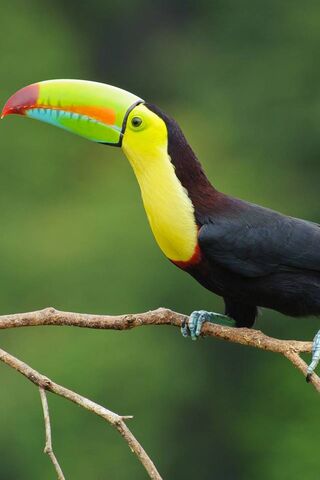 Colorful Majesty of the Tropics 🌴🦜