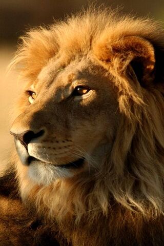 Majestic King of the Sa..