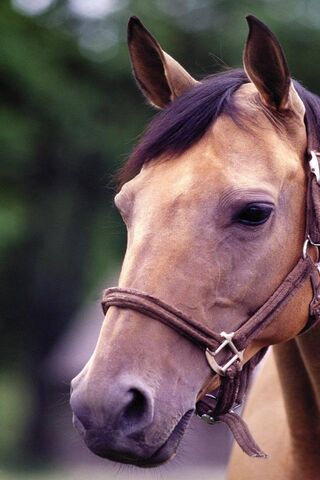Majestic Equine Beauty 🐴✨