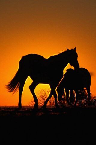 Horse Shadow