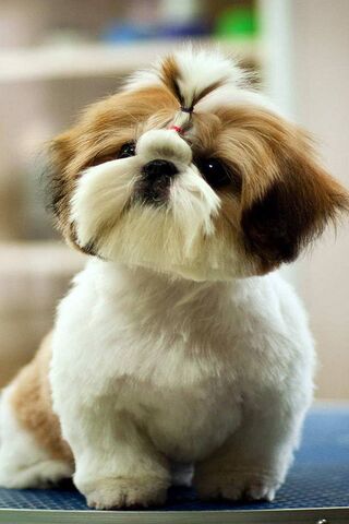 Adorable Shih Tzu: The Fluffy Companion 🐶❤️