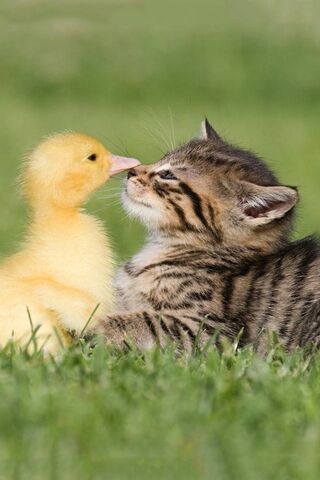 Furry Friends: A Whiskered Encounter 🐱🦆