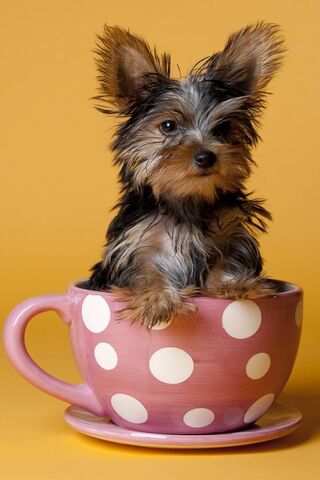 Tiny Cup of Joy: The Yorkshire Terrier