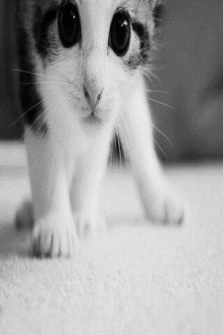 Curious Kitty: A Pawsit..