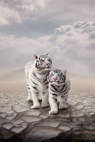 Majestic Duo: The White..