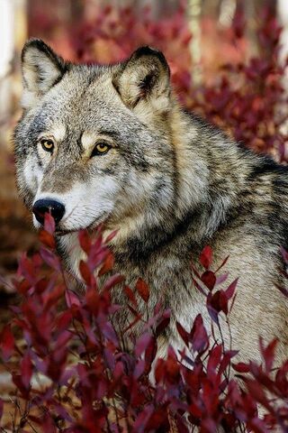 Majestic Wolf in Autumn..