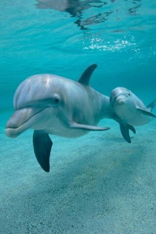 Dolphins