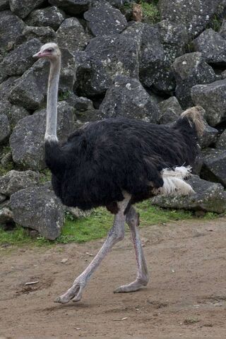 Ostrich: The Tallest Bird on Earth! 🦩
