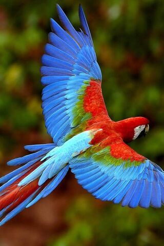 Parrot