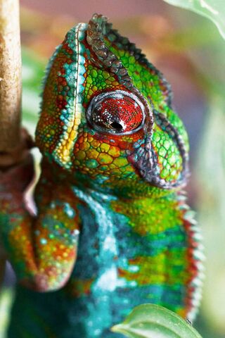 Colorful Camouflage: The Chameleon’s Charm 🌈🦎