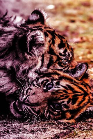 Cuddly Cubs: The Playful World of Baby Tigers 🐯❤️