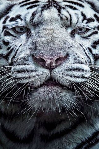 Majestic White: The Eni..