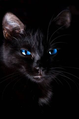 Mavi gözlü kedi