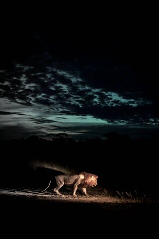 Lion Darkness