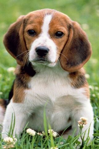 Beagle