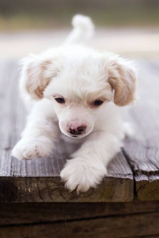 White Puppy