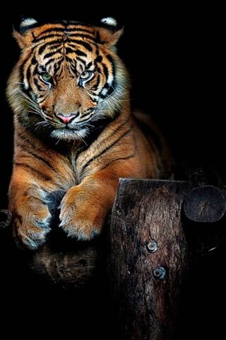 Tigre en colère