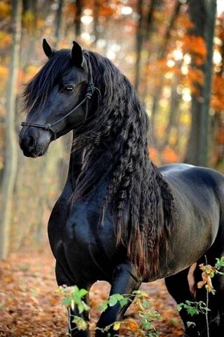 Cavalo preto