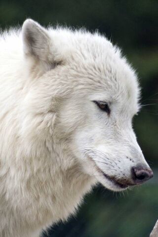 Whispers of the Arctic:..