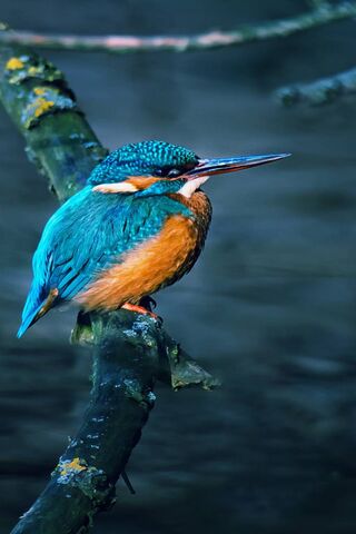 The Jewel of the Waters: Kingfisher in Action 🐦💧