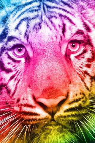 Tiger Colour