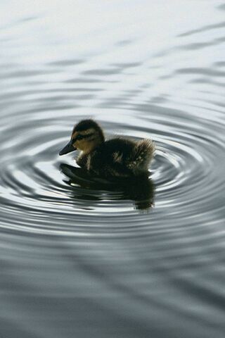 Adorable Duckling on a Serene Pond 🦆💧