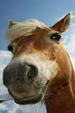 Whimsical Whinnies: A Close-Up of Horse Face 🐴✨