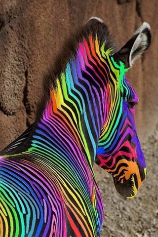 Colorful Zebra