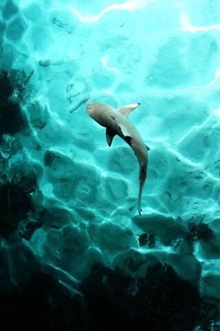 Sark's Serene Waters: A Glimpse Below 🌊🦈