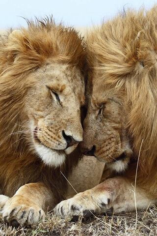 Roaring Affection: The ..