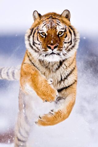 Majestic Stride: The Sn..
