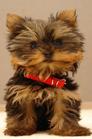 Puppy Love: The Adorabl..