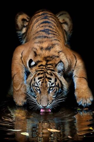 Nature's Thirst: The Ma..