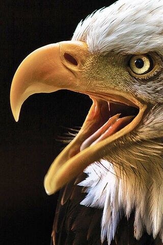 Majestic Majesty: The E..